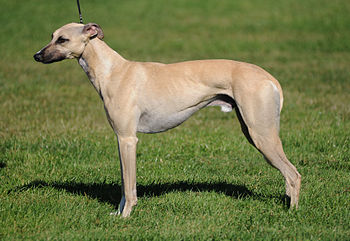 Anakin (Whippet)