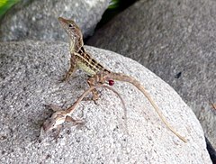 Description de l'image Anolis lineatopus pair.jpeg.