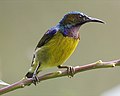 Brown-throated sunbird