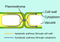 Plasmodesma omogućuje molekulama putovati između biljnih stanica preko simplastskih puteva.