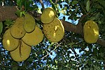 တၞံပၞဟ် Jackfruit tree (Kanthal in Bengali, Katkal in Hindi, Pila & Palaa in Tamil, Plaav or Plaavu in Malayalam, Panasa in Sanskrit, halasu in Kannada and Telugu) -- Artocarpus heterophyllus or A. heterophylla[၂]