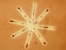 Asterionella formosa.jpg