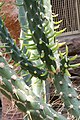 Austrocylindropuntia subulata