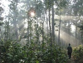 Bardia forest.jpg