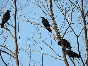 Eastern Jungle Crows, Bangladesh