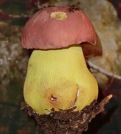 Karališkasis baravykas (Boletus regius)