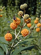 Buddleja globosa