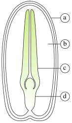 Diagram van de interne structuur van het zaad en embryo van een tweezaadlobbige. (a) zaadhuid, (b) endosperm, (c) zaadlob, (d) hypocotyl.