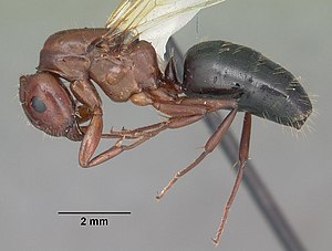 Camponotus discolor