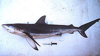 Captured dusky shark with a diver's knife for comparison