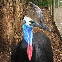 A southern cassowary with double wattles hanging from the throat
