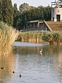 Avifauna ospitata nella cava nord