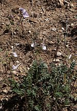 Miniatura para Erodium cazorlanum