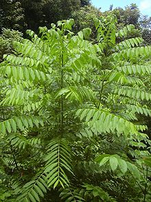 Cedrela odorata foliage.jpg