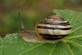 Escargot des jardins (Cepaea hortensis), un mollusque commun en Europe.