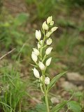 Miniatura para Cephalanthera damasonium