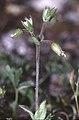 Steenhoornbloem (Cerastium pumilum)
