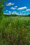 Cherry Lake Sedge Meadow.jpg