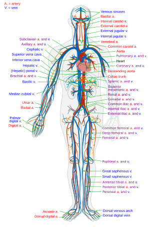 Simplified diagram of the human Circulatory sy...