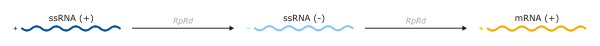 Bacteriophage is a Class IV virus. The RdRp consists of + sense RNA that is synthesized via an RdRp encoded by the replicase gene.