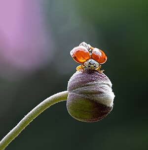 Harlekinkatica (Harmonia axyridis var. succinea) a Bois-de-Coulonge Parkban (Quebec, Kanada)