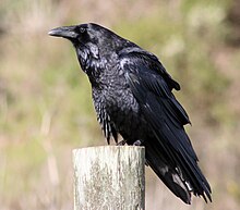 Common Raven Range