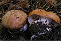 Cortinarius arcuatorum