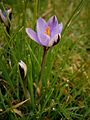 Crocus minimus close-up