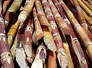 Harvested sugar cane ready for processing.