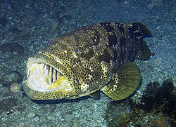 Malabar grouper, Epinephelus malabaricus