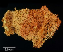 Errinopsis reticulum