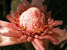 Etlingera elatior2.jpg