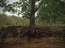 Cross section of a mango tree Exposed mango tree roots.jpg