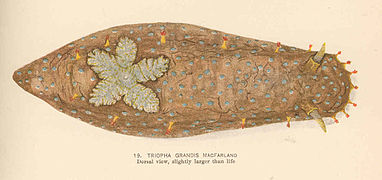 Triopha occidentalis