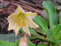 Cistanthe tweedyi