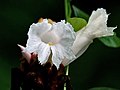 Flower at Kolkata, West Bengal, India.