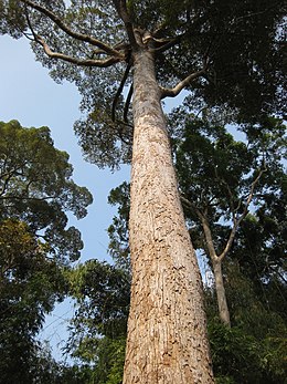 Dipterocarpus costatus a nemzetség típusfaja