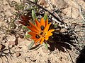 Gorteria diffusa flowerhead