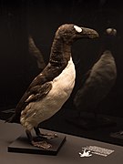 Great auk