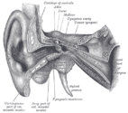 External and middle ear, opened from the front; right side.