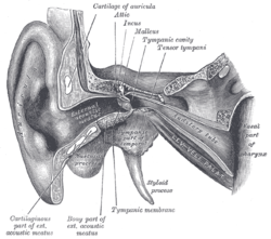 Outer ear - Wikipedia