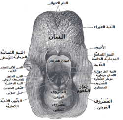 مدخل الحنجرة،منظر من الخلف. (الغضروف القريني موسوم في يمين أسفل الصورة).