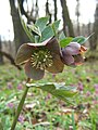 Helleborus purpurascens