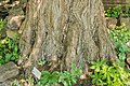 Pohon Metasequoia glyptostroboides