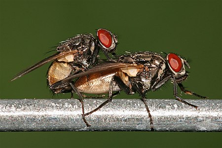 Houseflies mating, by Muhammad Mahdi Karim