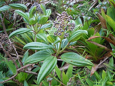 Infructescence de Miconia coriacea photographiées à la Soufrière