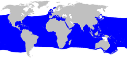 Isurus oxyrinchus distmap.png