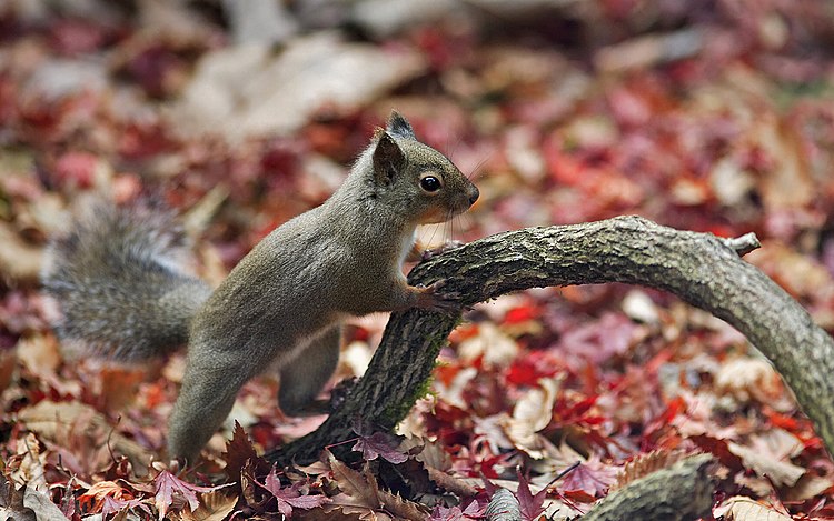 Японская белка (Sciurus lis)