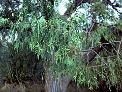 Juniperus flaccida[англ.]