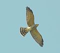 Accipiter soloensis (commons, cat)